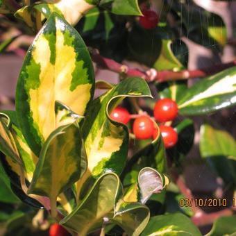 Ilex aquifolium 'Gold Flash'