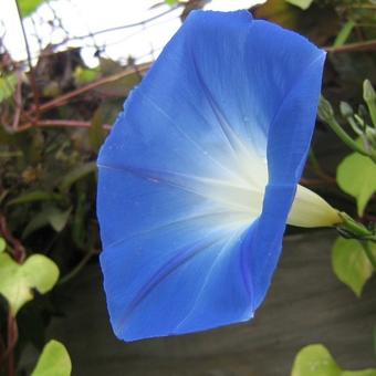 Ipomoea tricolor 'Heavenly Blue'