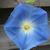 Ipomoea tricolor 'Heavenly Blue'