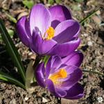 Crocus tommasinianus 'Ruby Giant' - 