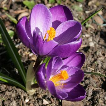 Crocus tommasinianus 'Ruby Giant'