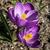 Crocus tommasinianus 'Ruby Giant'