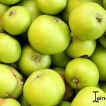 Malus domestica  'Jacques Lebel' - 