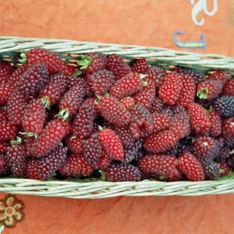 Rubus fruticosus idaeus 'Tayberry'