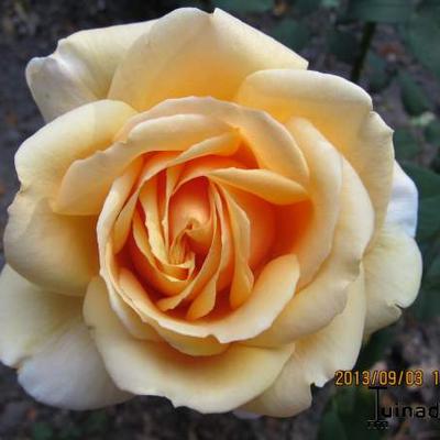 Rosa 'Gina Lollobrigida'  - 