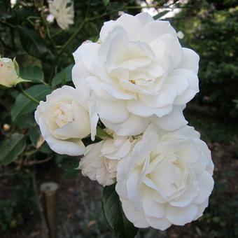 Rosa 'Irene of Denmark'