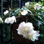 Begonia odorata 'Apple Blush' - 