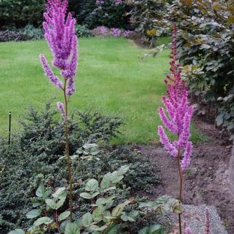 Astilbe chinensis