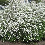 Spiraea x cinerea 'Grefsheim' - 