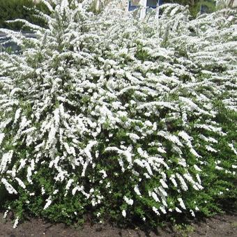 Spiraea x cinerea 'Grefsheim'