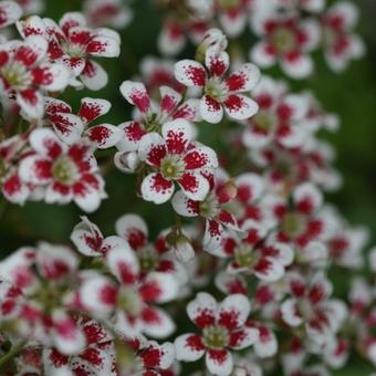 Saxifraga cotyledon 'Southside Seedling'