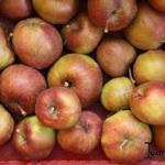 Malus domestica 'Jonagored' - 