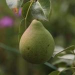 Pyrus communis 'Saint Remy' - Pyrus communis 'Saint Remy'