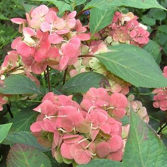 Hydrangea serrata 'Preziosa'