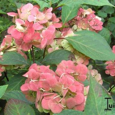 Hydrangea serrata 'Preziosa' - 