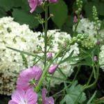 Sidalcea 'Partygirl' - 