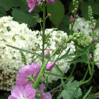 Sidalcea 'Partygirl'