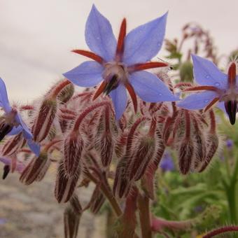 Borago officinalis