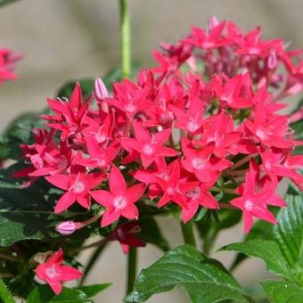 Pentas lanceolata