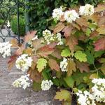 Hydrangea quercifolia 'Snowflake' - Hydrangea quercifolia 'Snowflake'