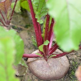 Beta vulgaris