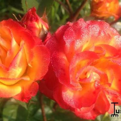 Rosa 'Rumba' - 