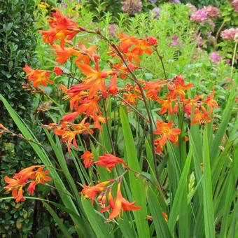 Crocosmia x crocosmiiflora 'Carmin Brillant'