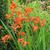 Crocosmia x crocosmiiflora 'Carmin Brillant'