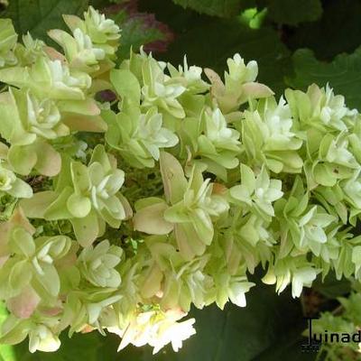 Hydrangea quercifolia 'Snowflake' - Hydrangea quercifolia 'Snowflake' - Hydrangea quercifolia 'Snowflake'