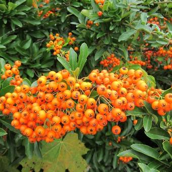 Pyracantha ‘Soleil d’Or’