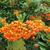 Pyracantha ‘Soleil d’Or’