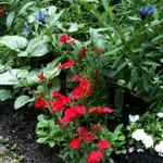 Dianthus chinensis - 