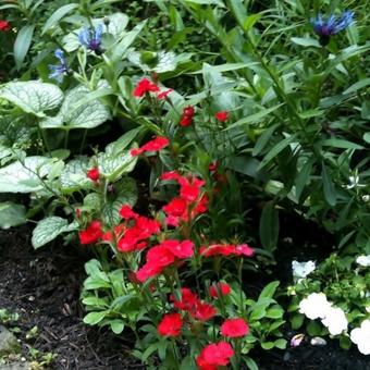 Dianthus chinensis