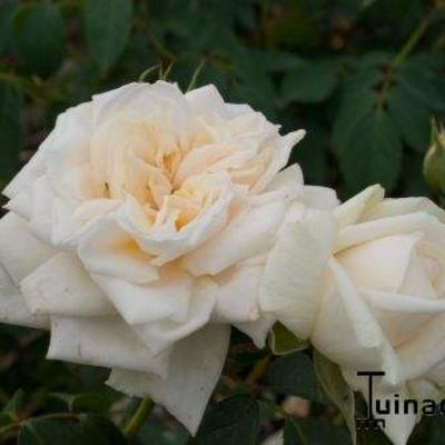 Rosa 'Ilse Krohn Superior  ' - 