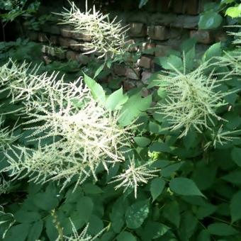 Aruncus dioicus