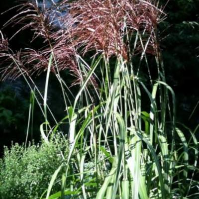 Calamagrostis x acutiflora 'Overdam' - Calamagrostis x acutiflora 'Overdam'