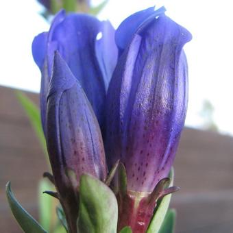 Gentiana makinoi 'Marsha'