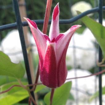 Clematis texensis 'Princess Diana'