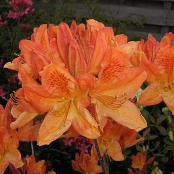 Rhododendron 'Frans van der Bom'