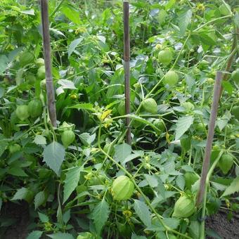 Physalis philadelphica