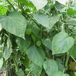 Physalis edulis - 