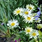 Leucanthemum  'Banana Cream' - Leucanthemum 'Banana Cream'