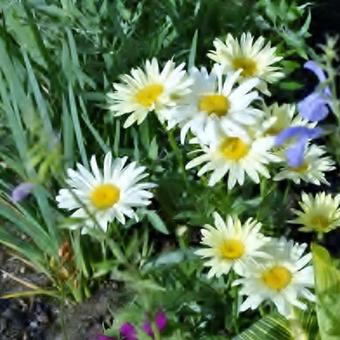 Leucanthemum  'Banana Cream'