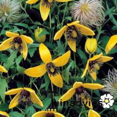 Clematis tangutica 'Golden Tiara' - 