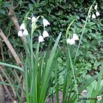 Leucojum aestivum 'Gravetye Giant' - 