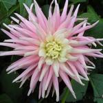 Dahlia 'Park Princess' - 