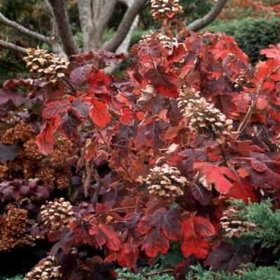 Hydrangea quercifolia 'Snowqueen' - Hydrangea quercifolia 'Snowqueen'