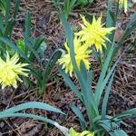 Narcissus 'Rip van Winkle' - Narcissus 'Rip van Winkle'