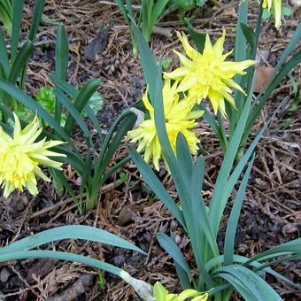 Narcissus 'Rip van Winkle'