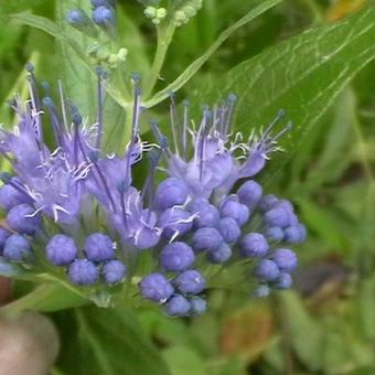 Caryopteris x clandonensis 'Heavenly Blue'